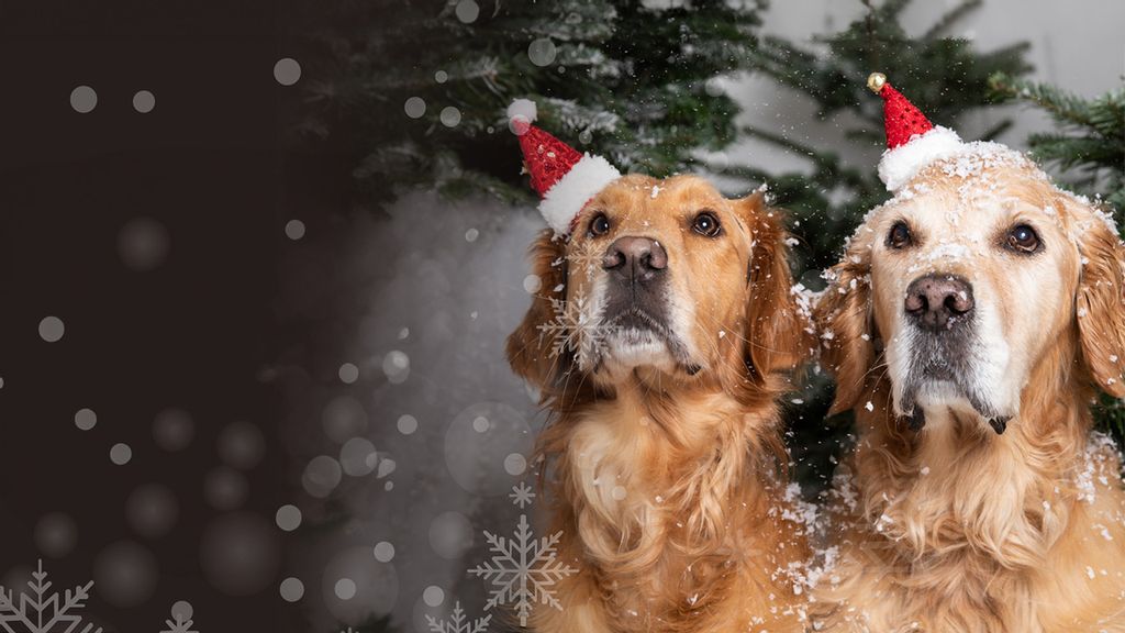 Zwei kleine, Hunde werden getragen