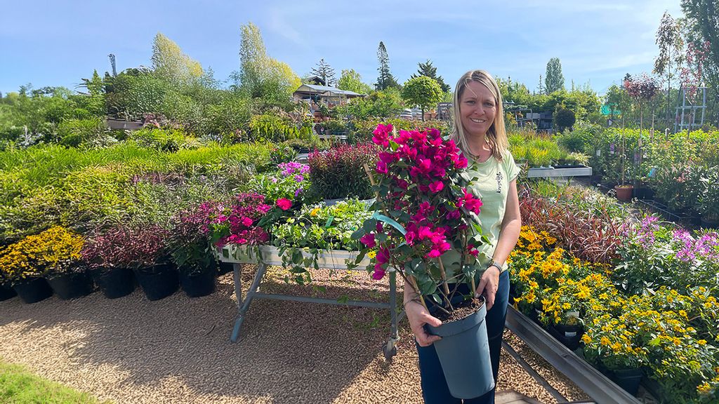 Frau mit einem Blumentopf in der Hand, wo violette Blumen blühen