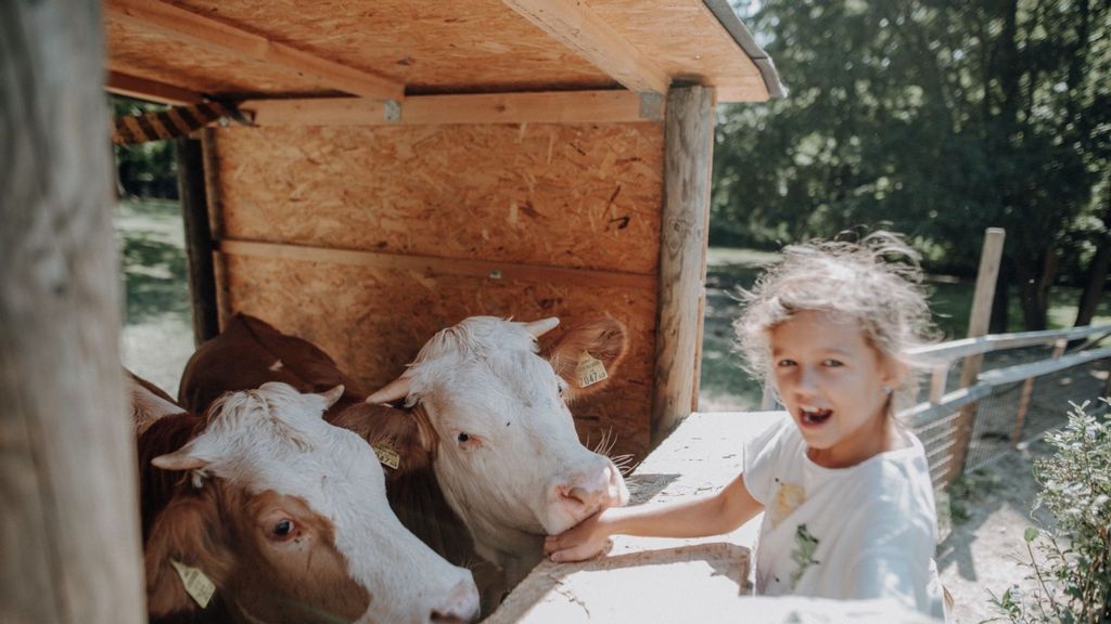 Mädchen füttert zwei kleine Kühe