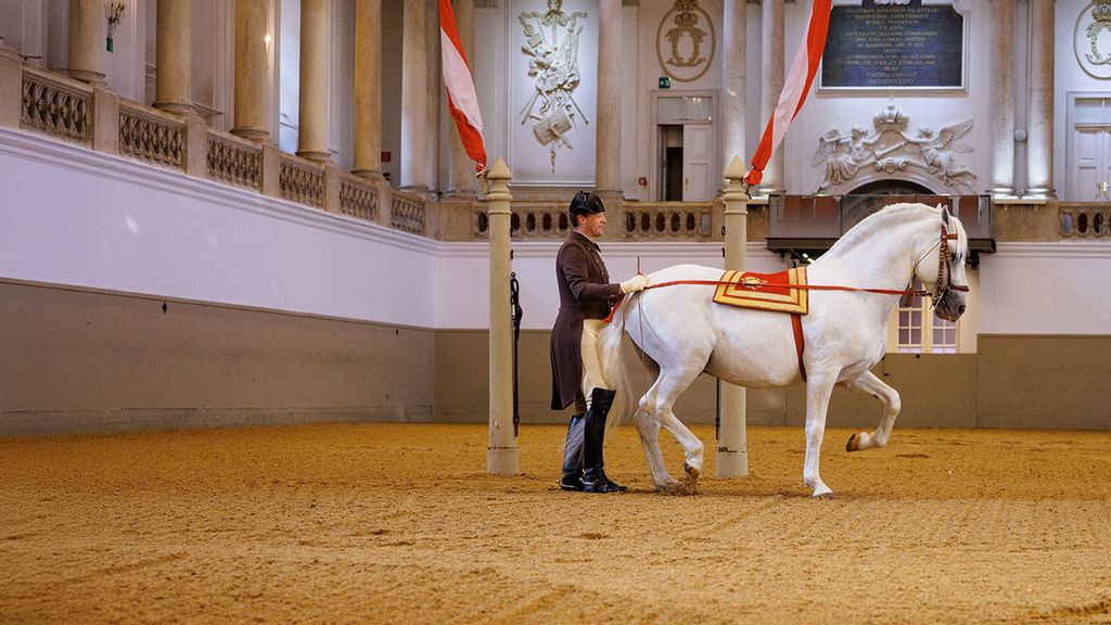 Lipizzaner bei Sprungübung "Kapriole"