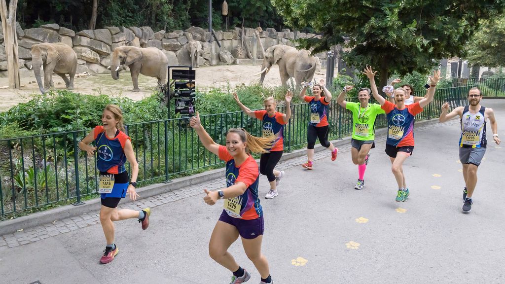 Läufer*innen beim Wiener Zoolauf, im Hintergrund sieht man Elefanten in ihrem Gehege 